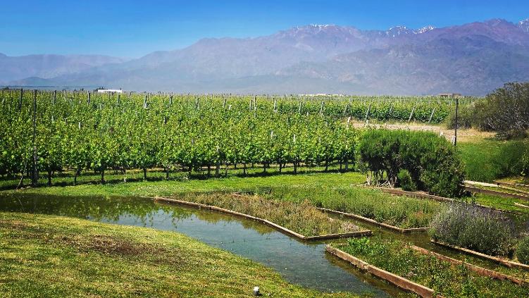 Apátrida Malbec Wein (Rose) 2021/2024
