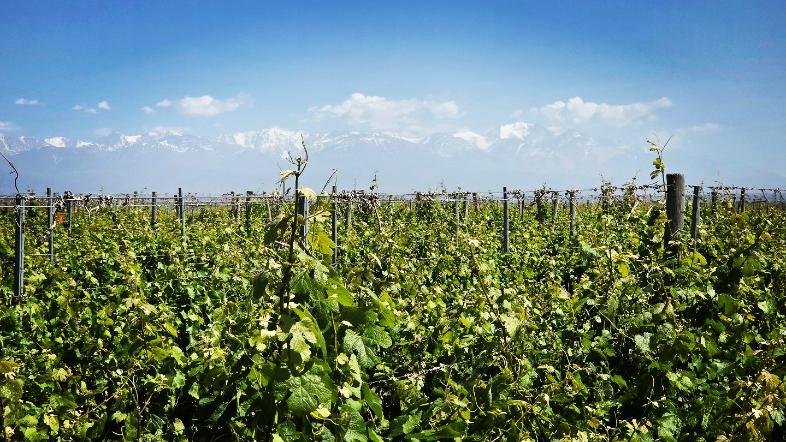 Apátrida Malbec Wein (Rose) 2021/2024