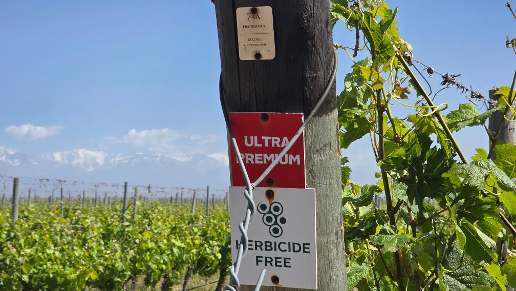 Apátrida Malbec Wein (Rose) 2021/2024